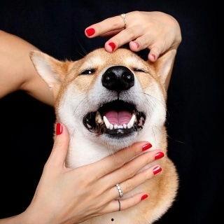 傻狗的日常娱乐吃瓜君,吃瓜君带你领略娱乐圈的欢乐瞬间