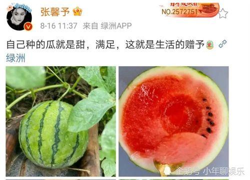 瓜吃瓜娱乐圈,娱乐圈那些事儿