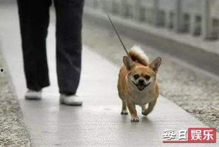 娱乐吃瓜养狗视频下载,一键下载，轻松享受欢乐时光