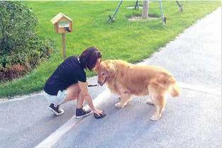 娱乐吃瓜养狗视频下载,一键下载，轻松享受欢乐时光