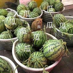 娱乐吃瓜公司,揭秘娱乐圈幕后那些事儿