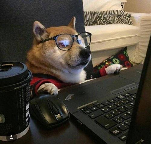 娱乐吃瓜酱怕狗大哥,揭秘“怕狗大哥”背后的故事