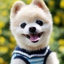 娱乐吃瓜菌宠物小说