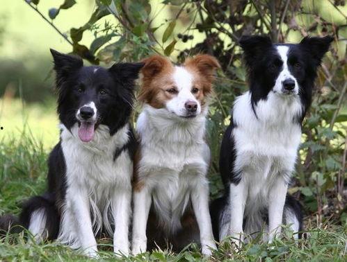 娱乐吃瓜酱边牧