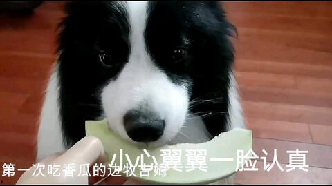 娱乐吃瓜酱边牧