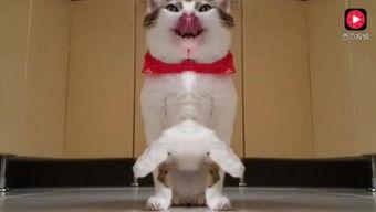 娱乐吃瓜猫咪视频,猫咪吃瓜视频大盘点