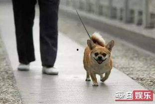 娱乐吃瓜养狗视频大全,娱乐吃瓜，狗狗视频大全集锦