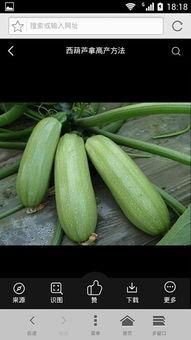 娱乐吃瓜酱属于什么