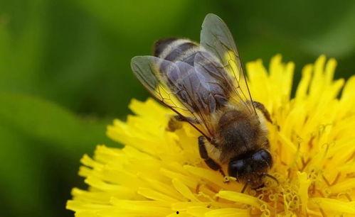 蜜蜂吃瓜娱乐,揭秘甜蜜背后的趣味世界